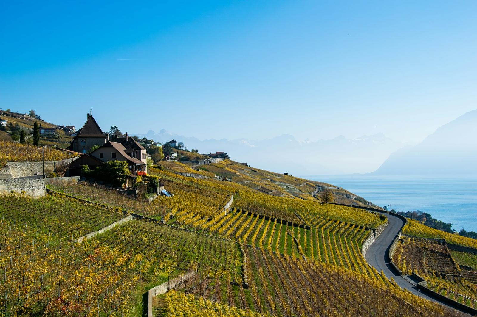 Vignes en terrasses au-dessus du Léman en automne