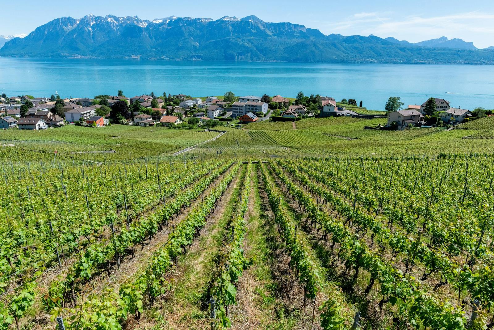 Vignes au bord du Léman